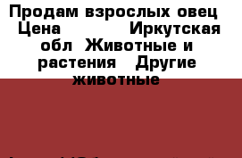 Продам взрослых овец › Цена ­ 5 000 - Иркутская обл. Животные и растения » Другие животные   